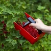 Gerät zum Pflücken von kleinen Früchten, Metall. Zähne - 7 ['Gerät zum Pflücken Heidelbeeren', ' Obstkamm', ' Gerät zum Pflücken', ' Gerät zum Pflücken von Johannisbeeren', ' Obstpflücken', ' Beeren pflücken', ' Beerensaison']