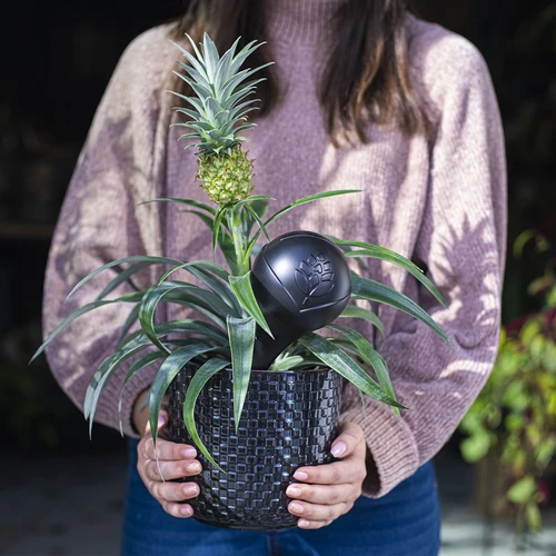 Bewässerungskugel für Pflanzen, mattschwarz mit Keramikfuß (in der Verpackung) 400 ml - 12 ['Bewässerungskugeln', ' Wasserspender für die Bewässerung von Blumen', ' für das Gießen von Blumen', ' Bewässerung von Blumen', ' Bewässerung von Pflanzen', ' Bewässerer für Blumentöpfe', ' für Topfblumen', ' Bewässerungssystem', ' Bewässerungskugel', ' Wasserspender für Blumentöpfe', ' Kugeln für Pflanzen', ' Wasserspender für Pflanzen', ' Gießen von Pflanzen', ' Bewässerungskugeln schwarz', ' Bewässerungskugeln mit Keramikfuß', ' Keramikfuß', ' Bewässerungskugeln bunt', ' Bewässerungskugeln mit Tonfuß', ' von oben befüllte Bewässerungskugeln', ' von oben befülle Wasserspender', ' Loft-Design']