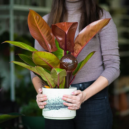 Bewässerungskugeln für Pflanzen, bernsteinfarben, transparent, 400 ml, 2 St. - 12 ['Bewässerungskugeln', ' Dosierer für die Bewässerung von Blumen', ' zum Gießen von Blumen', ' Feuchtigkeitsspender für Blumen', ' Bewässerung von Blumen', ' Bewässerung von Pflanzen', ' Bewässerer für Blumentöpfe', ' für Topfpflanzen', ' Bewässerungssystem', ' Bewässerungskugel', ' Wasserdosierer für Blumentöpfe', ' Kugeln für Pflanzen', ' Dosierer für Pflanzen', ' Gießen von Pflanzen']