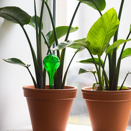 Bewässerungskugeln für Pflanzen, grün, transparent, 400 ml, 2 St. - 8 ['Bewässerungskugeln', ' Dosierer für die Bewässerung von Blumen', ' zum Gießen von Blumen', ' Feuchtigkeitsspender für Blumen', ' Bewässerung von Blumen', ' Bewässerung von Pflanzen', ' Bewässerer für Blumentöpfe', ' für Topfpflanzen', ' Bewässerungssystem', ' Bewässerungskugel', ' Wasserdosierer für Blumentöpfe', ' Kugeln für Pflanzen', ' Dosierer für Pflanzen', ' Gießen von Pflanzen', ' Bewässerungskugeln grün', ' Bewässerungskugeln transparent', '  Bewässerungskugeln bunt']