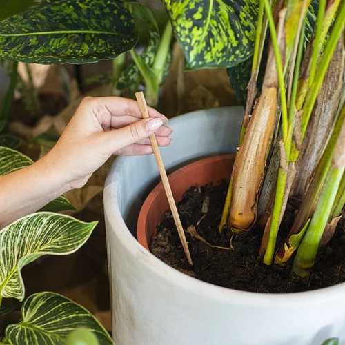 Bewässerungskugeln für Pflanzen, transparent, 4 St. - 7 ['Bewässerungskugeln', ' Dosierer für die Bewässerung von Blumen', ' zum Gießen von Blumen', ' Feuchtigkeitsspender für Blumen', ' Bewässerung von Blumen', ' Bewässerung von Pflanzen', ' Bewässerer für Blumentöpfe', ' für Topfpflanzen', ' Bewässerungssystem', ' Bewässerungskugel', ' Wasserdosierer für Blumentöpfe', ' Kugeln für Pflanzen', ' Dosierer für Pflanzen', ' Gießen von Pflanzen']