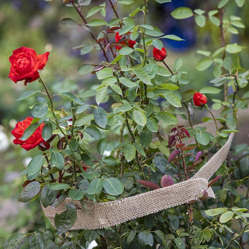 Juteband 5 cm / 10 m - 7 ['Band aus Jute', ' Juteband', ' Band für Tomaten', ' Band für Gurken', ' natürliches Band', ' Öko-Band', ' Band zum Binden', ' Band zum Basteln']