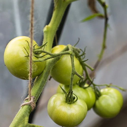 Juteschnur 2 mm / 110 m / 250 g - 7 ['Schnur aus Jute', ' Juteschnur', ' Schnur für Tomaten', ' Schnur für Gurken', ' natürliche Schnur', ' Ökoschnur', ' Schnur für Makramee', ' Bindschnur', ' Schnur zum Basteln']