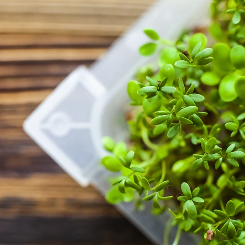 Keimgerät Grünes Schöpfchen + Radieschensamen - 17 ['keimglas für sprossen', ' sprossen keimglas', ' sprossen ziehen', ' sprouting kit', ' keimglas für sprossen keimlinge', ' keimgerät für sprossen', ' keimgläser für sprossenzucht', ' brokkoli sprossen', ' sprossen keimgerätm', ' keimsprossenbox', ' keimgerät']