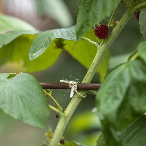 Sisalschnur 1,8 mm / 115 m / 250 g - 9 ['Schnur aus Sisal', ' Sisalschnur', ' Schnur für Tomaten', ' Schnur für Gurken', ' natürliche Schnur', ' Ökoschnur', ' Schnur für Makramee', ' Bindschnur', ' Schnur zum Basteln']