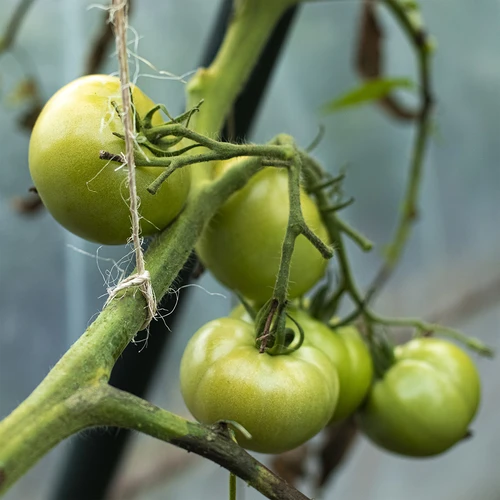 Sisalschnur 1,8 mm / 115 m / 250 g - 10 ['Schnur aus Sisal', ' Sisalschnur', ' Schnur für Tomaten', ' Schnur für Gurken', ' natürliche Schnur', ' Ökoschnur', ' Schnur für Makramee', ' Bindschnur', ' Schnur zum Basteln']