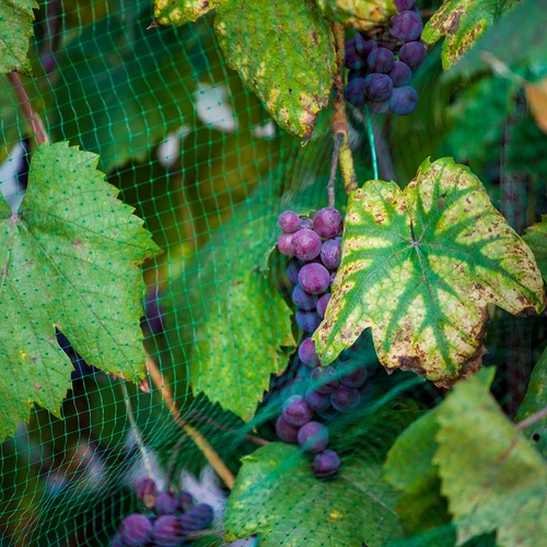 Vogelnetz 5 x 10 m - 3 ['Schutz vor Vögeln', ' Netz gegen Vögel', ' Schutz von Obstbäumen', ' Schutz von Sträuchern', ' Lösungen für den Garten', ' Vögel im Garten', ' Schutz von Pflanzen', ' Schutz von Anbauflächen', ' Schutznetz', ' Schutz von Pflanzen vor Vögeln', ' Tarnnetze', ' Netze für Bäume', ' Netze gegen Vögel', ' Netze gegen Vögel für den Balkon', ' Netze für den Balkon', ' Netze für die Terrasse']